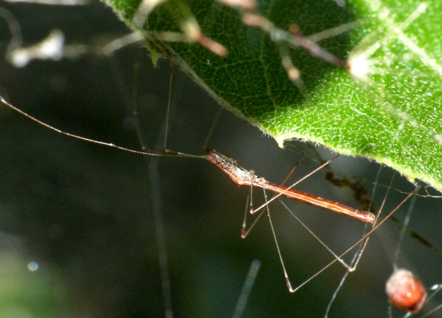 Apoplymus pectoralis su tela di Agelena labyrinthica